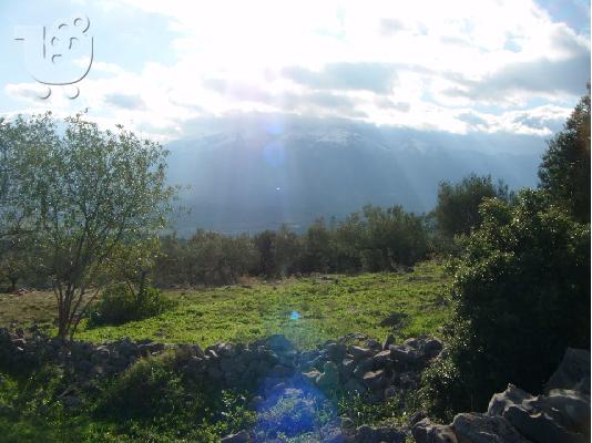 Κτήμα με ελιές με παλιό πέτρινο σπίτι